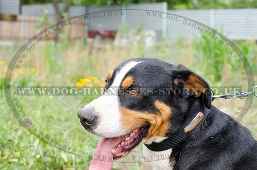 Dog Collar Name Plate of Nylon for Swiss Mountain Dog