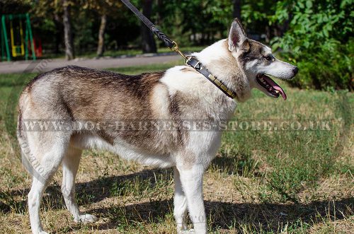 Leather Dog Collar in Necklace Style for West Siberian Laika