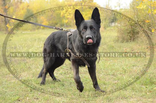 Dog Pulling Harness for German Shepherd, Strong UK - Click Image to Close