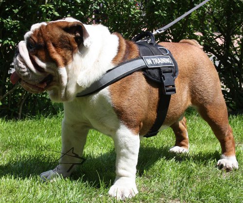 English Bulldog Harness Nylon Reflective ☄ £45.50