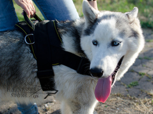 Husky Harness UK