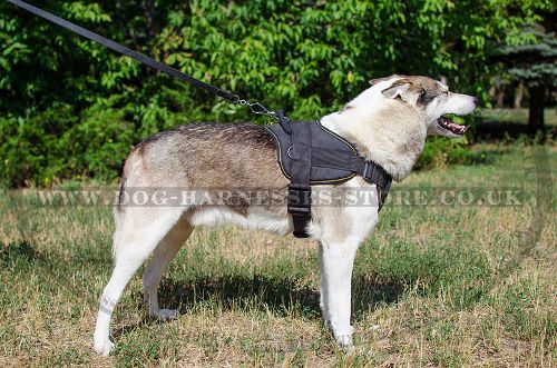 Dog Sport Harness for West Siberian Laika, Nylon, Padded - Click Image to Close