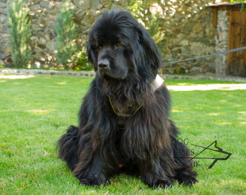 Newfoundland Harness UK