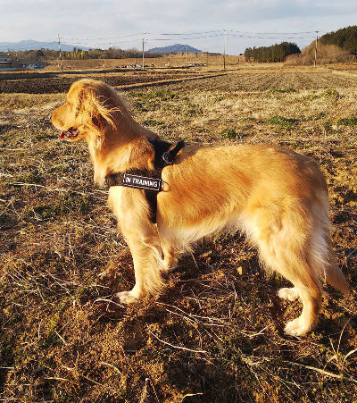 Dog Harness of Super Strong Nylon for Easy Walking and Training