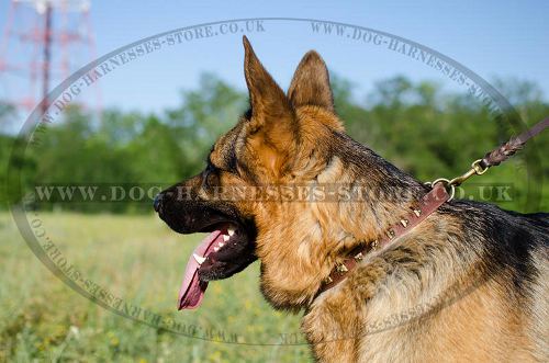 Elegant Dog Collar with Square Studs for German Shepherd