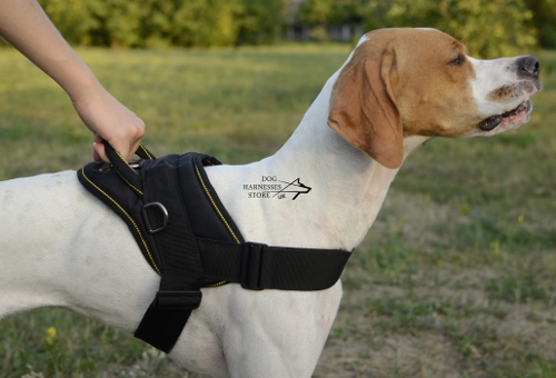 nylon harness for english pointer