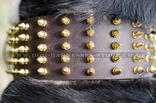 Extra Wide Leather Dog Collar with Spikes for Swiss Mountain Dog