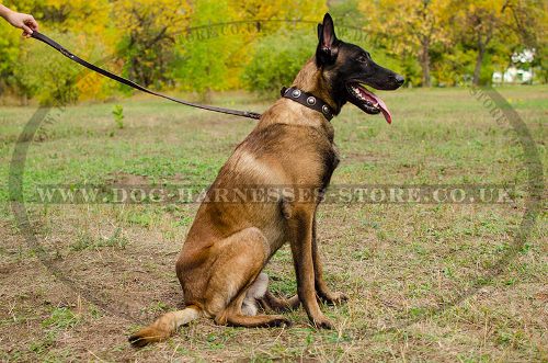 Fancy Dog Collar with Round Medals for Belgian Shepherd