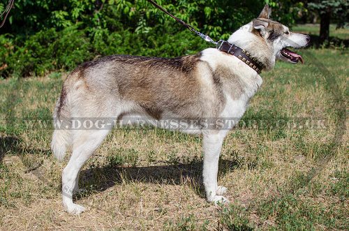 Dog Collar for West Siberian Laika with Brass Studs, Caterpillar