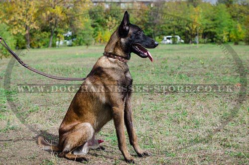 Fashion Dog Collar with Brass Square Studs for Malinois