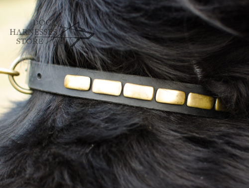 Fashion Dog Collar Necklace Style for Newfoundland Daily Walks