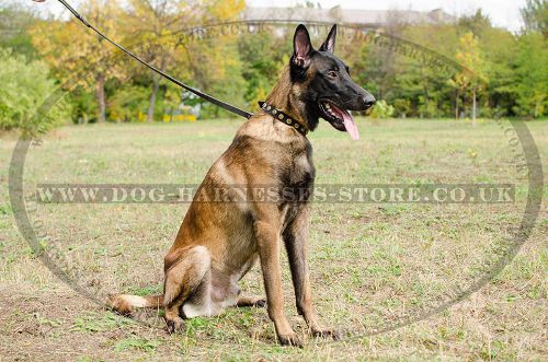 Fashion Dog Collar with Round Brass Studs for Belgian Malinois