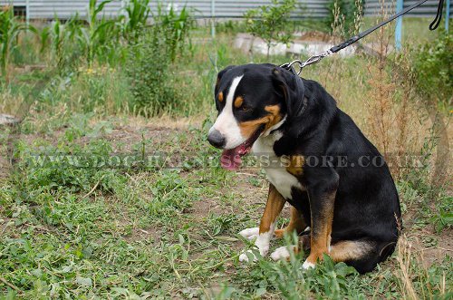 Strong Dog Collar Felt Padded Leather for Swiss Mountain Dog