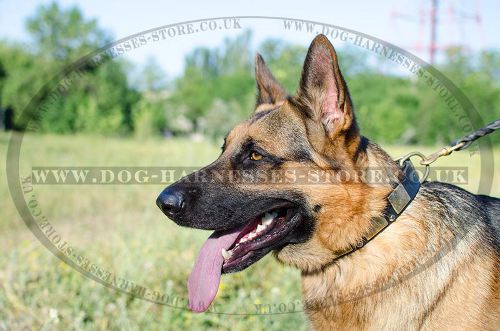 Handmade Dog Collar with Plates and Studs for German Shepherd