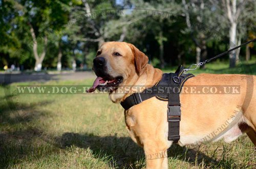 Dog Training Harness Nylon for Golden Retriever, Extra Strong - Click Image to Close