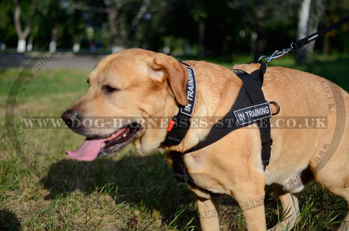 Dog Harness Velcro Patches