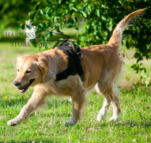 Labrador Dog Harness