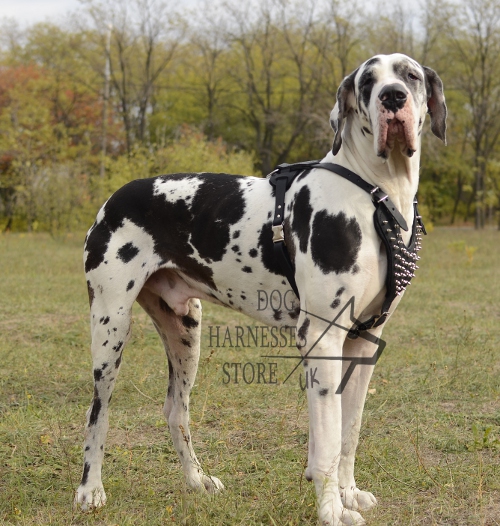 designer dog harness for Great Dane