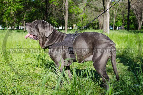 Nylon Harness for Mastino Neapolitano Walking - Click Image to Close