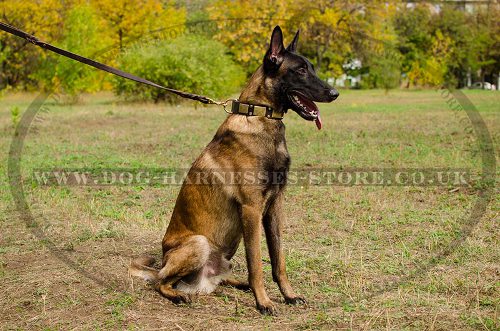 Handmade Leather Dog Collar New Style for Belgian Malinois