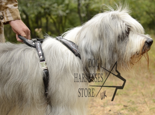 Leather Dog Harness for Southern Russian Shepherd Padded - Click Image to Close