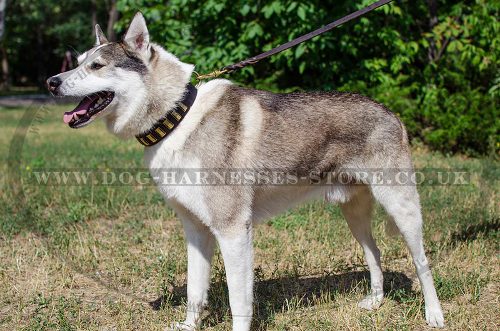 Large Leather Collar for West Siberian Laika with Brass Plates