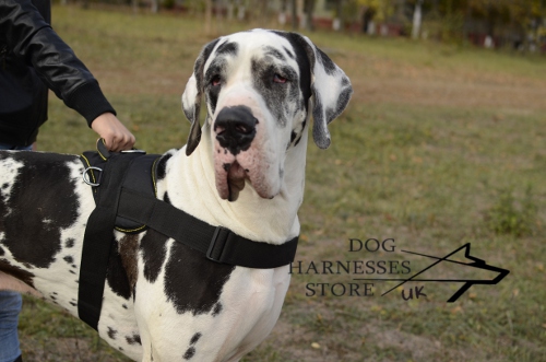 Large Nylon Harness for Great Dane, Suitable for Any Weather - Click Image to Close