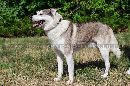 Leather Choke Collar for West Siberian Laika Obedience Training