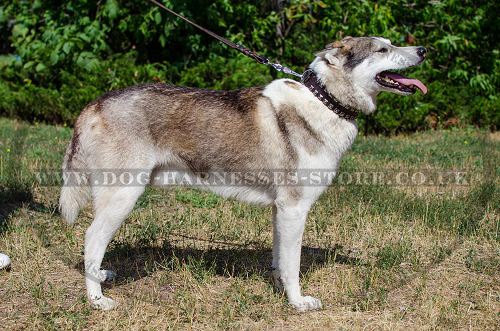 Leather Dog Collar with Nickel Studs for West Siberian Laika