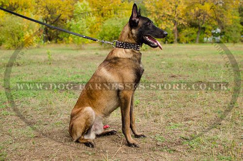 Spiked Dog Collar for Belgian Malinois of Quality Leather