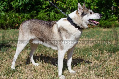 Leather Dog Collar with 2 Rows of Nickel-Plated Spikes for Husky