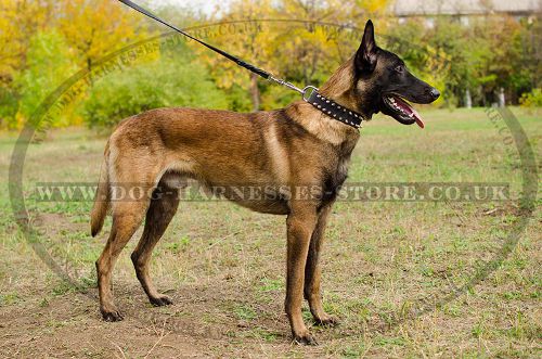 Leather Dog Collar with 2 Rows of Spikes for Belgian Shepherd