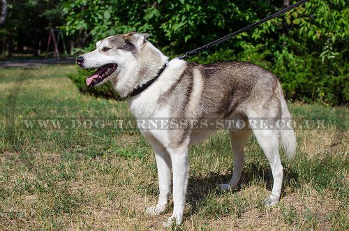 Leather Dog Collar for Husky in Classic Style, 1 Inch