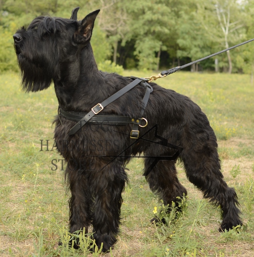 Tracking/Pulling leather dog harness for Schnauzer