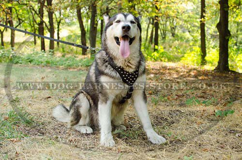 Husky Harness UK Adorned with Pyramids - Click Image to Close