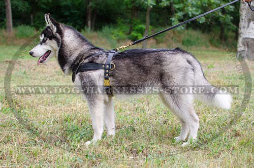 Husky Harness Leather for Pulling and
Walking