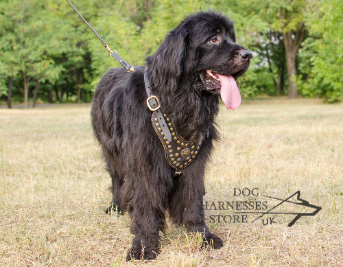 Newfoundland Harness UK