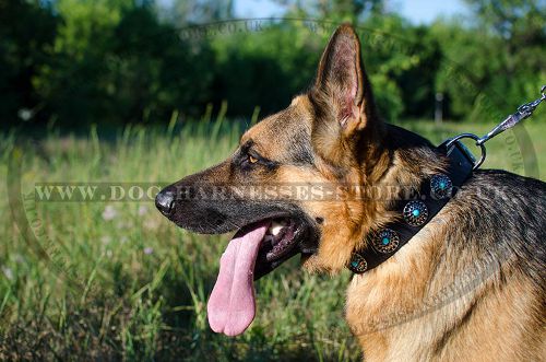 Modern Dog Collar with Studs and Blue Stones for German Shepherd