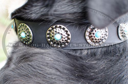 Modern Dog Collar with Blue Stones for Swiss Mountain Dog