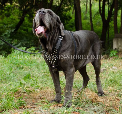 Neapolitan Mastiff Harness of Leather Studded Breast Plate