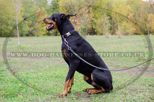 Adjustable Dog Collar with Quick-Release Buckle for Doberman