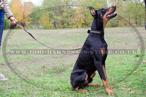 Nylon Dog Collar for Doberman, Strong, Double-Ply, Waterproof