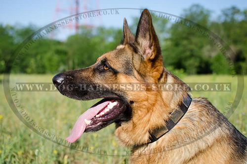 Nylon Dog Collar with Massive Nickel Plates for German Shepherd