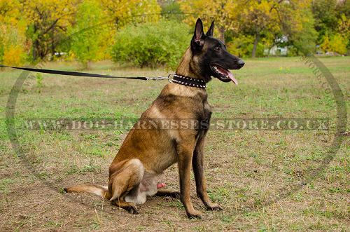 Nylon Dog Collar with 2 Rows of Spikes for Belgian Malinois