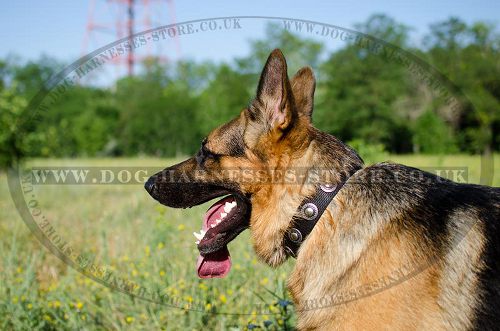 Nylon Dog Collar with Vintage Silver Conchos for German Shepherd