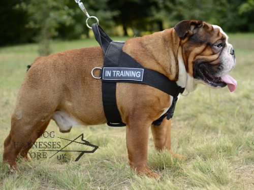 Nylon dog harness multifunctional for English Bulldog