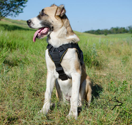 Dog Training Harness Nylon for Central Asian Shepherd, Multiuse