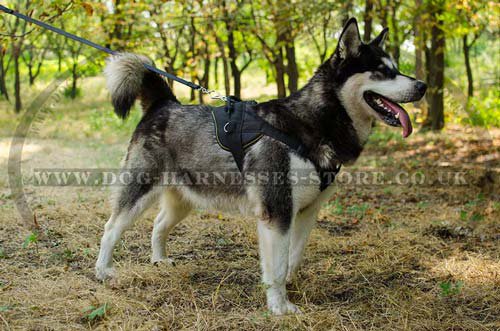 Dog sport harness for Alaskan Malamute