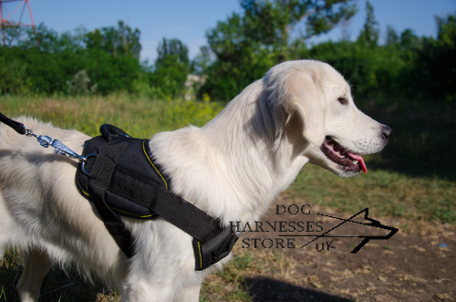 Nylon Dog Harness for Golden Retriever Training and Sport - Click Image to Close