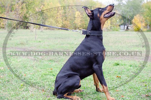 Padded Leather Dog Collar for Doberman, Strong and Soft